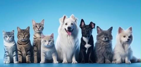 Productos para animales de compañía